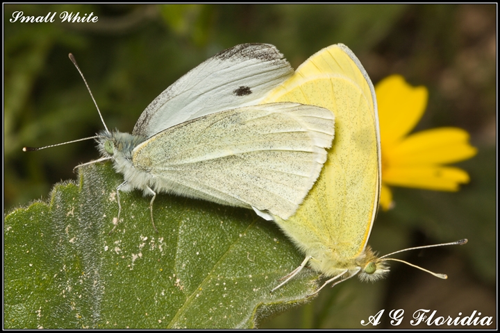 Coppia di Pieris rapae